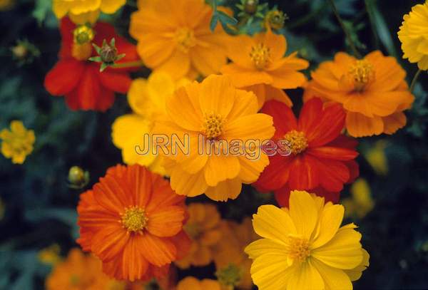 Cosmos sulphureus 'Bright Lights'