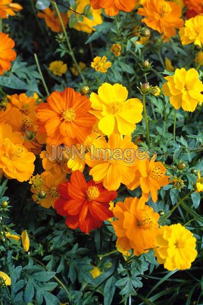 Cosmos sulphureus 'Bright Lights'