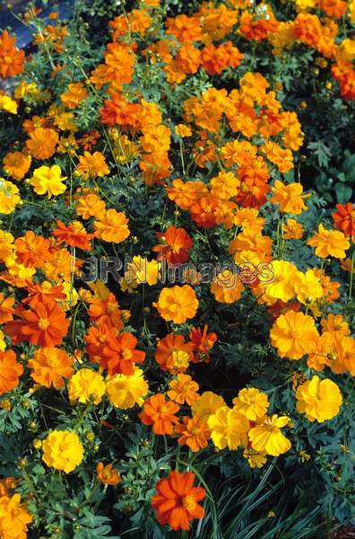 Cosmos sulphureus 'Bright Lights'