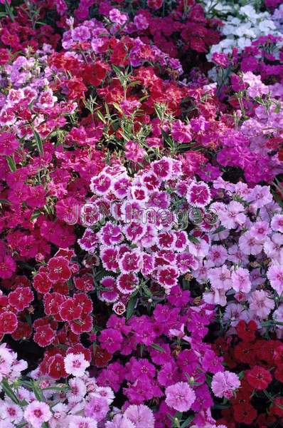 Dianthus hybrid 'Ideal Select'