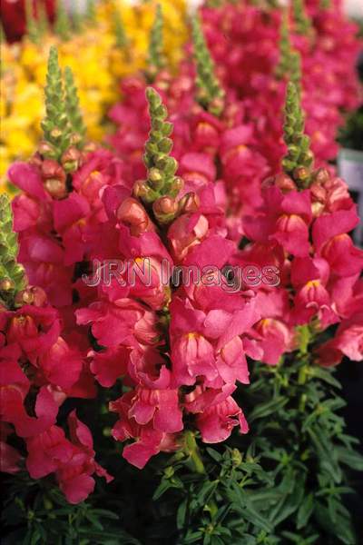 Antirrhinum majus 'Liberty'