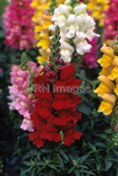 Antirrhinum majus 'Liberty'