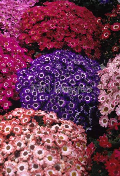 Cineraria 'Jester'