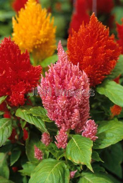 Celosia plumosa