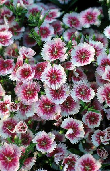 Dianthus hybrid 'White Fire'