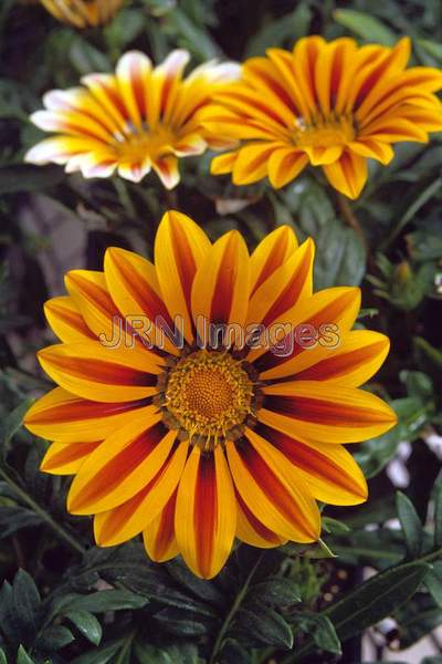 Gazania rigens 'Aztec Queen'