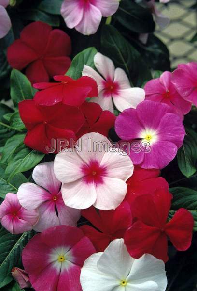 Catharanthus roseus 'Pacifica'