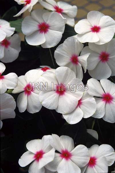 Catharanthus roseus 'Pacifica Polka Dots'