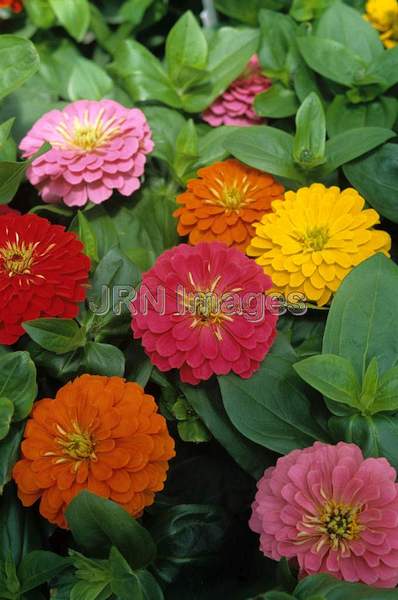 Zinnia elegans 'Dreamland'