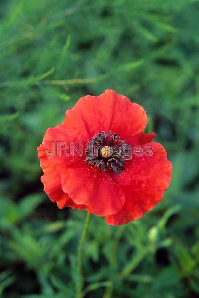 Papaver rhoeas