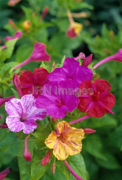 Mirabilis jalapa