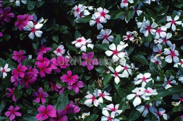 Catharanthus roseus 'Border Mixture'