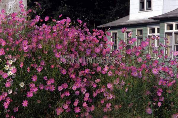 Cosmos bipinnatus