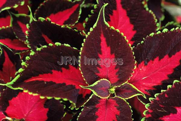 Solenostemon scutellariodes