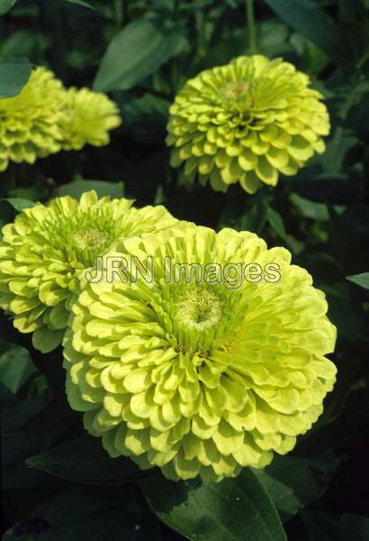 Zinnia elegans 'Envy'