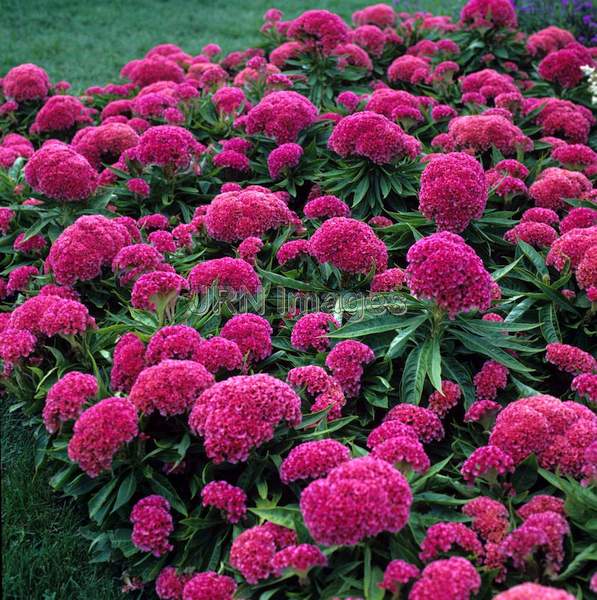 Celosia cristata 'Floradale'