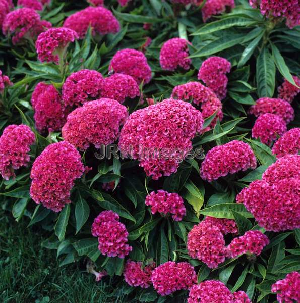 Celosia cristata 'Floradadale Rose Pink'