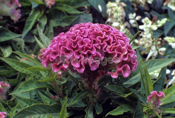 Celosia cristata 'Floradale Salmon'