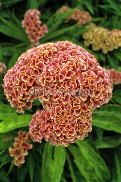 Celosia cristata 'Floradale'