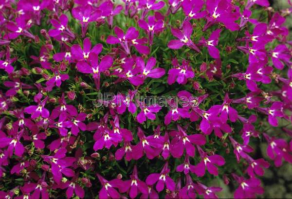 Lobelia erinus 'Rosamund'