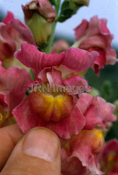 Antirrhinum majus 'Topper'