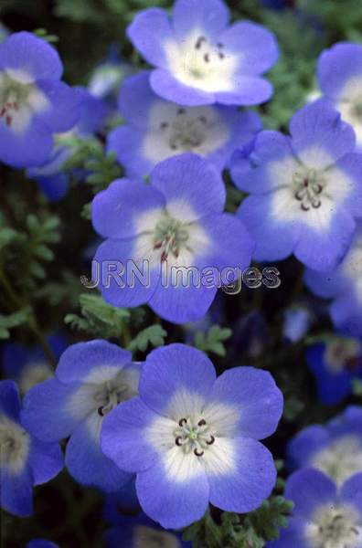 Nemophila menziesii