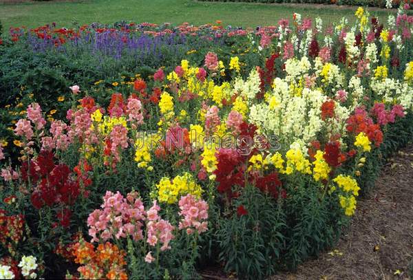 Antirrhinum majus 'Topper'