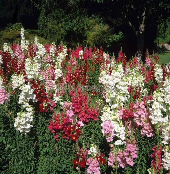 Antirrhinum majus 'Topper'