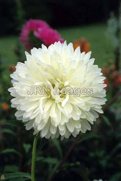 Callistephus chinensis 'Crego White'