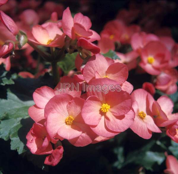 Begonia semperflorens