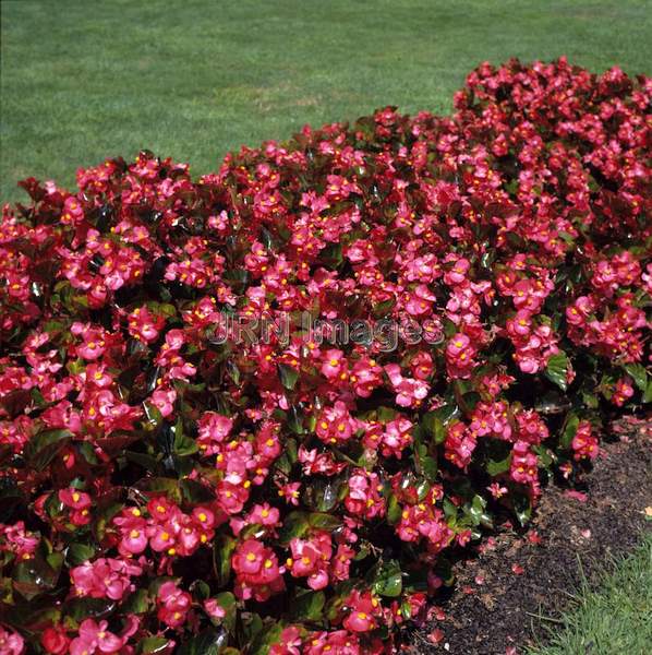 Begonia semperflorens 'Othello'