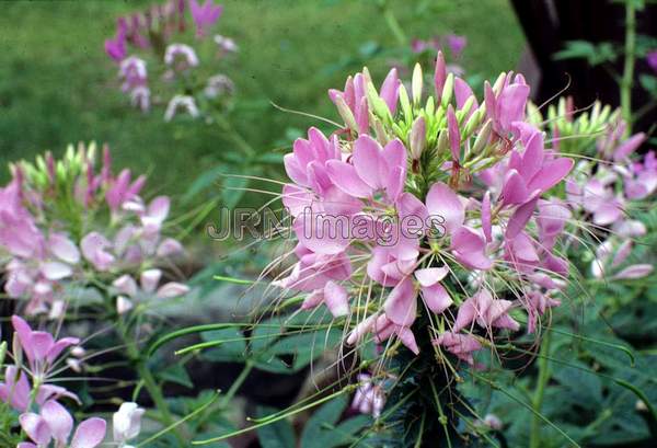 Cleome hasslerana