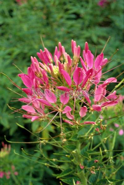 Cleome hasslerana