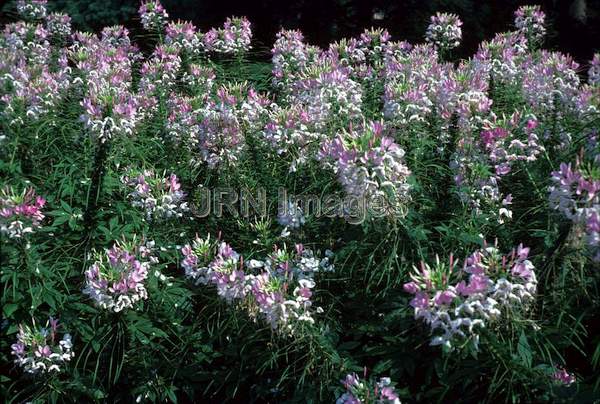 Cleome hasslerana