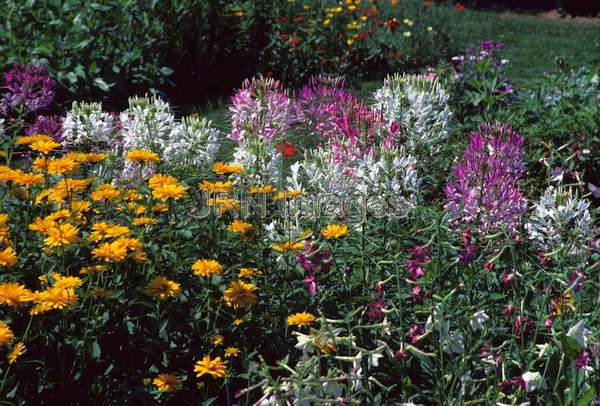 Cleome hasslerana