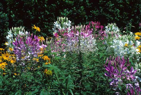 Cleome hasslerana