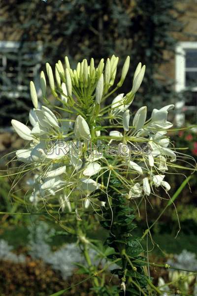 Cleome hasslerana 'Helen Campbell'