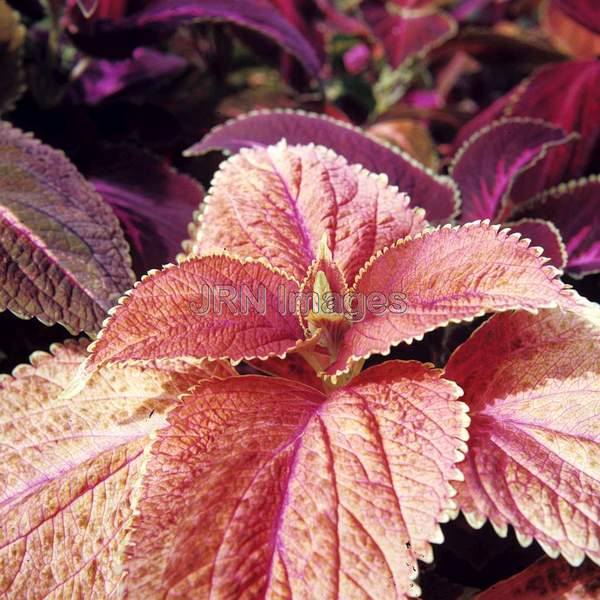 Coleus x hybridus