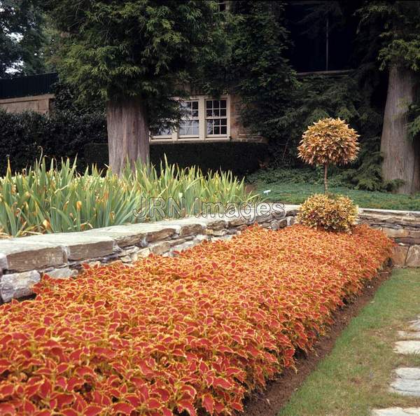 Coleus x hybridus