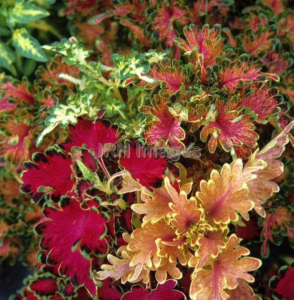 Coleus blumei 'Carefree'