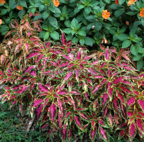 Solenostemon scutellarioides