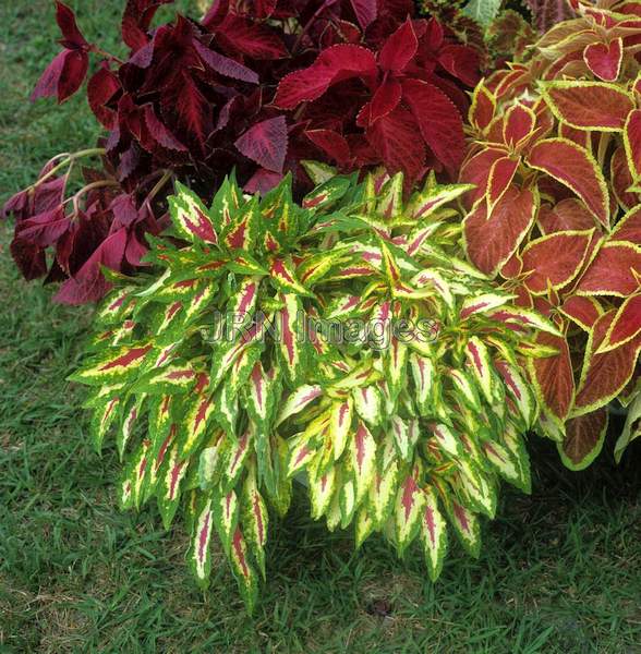 Coleus blumei 'Saber'