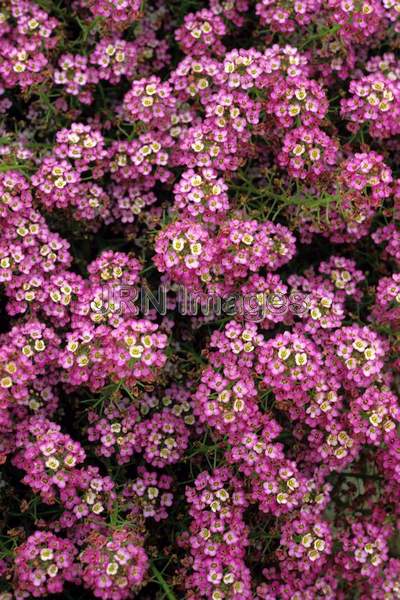 Lobelia maritima 'Rosie O'Day'