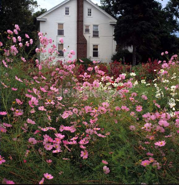 Cosmos bipinnatus 'Radiance'