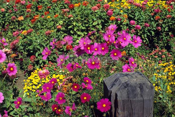 Cosmos bipinnatus 'Radiance'