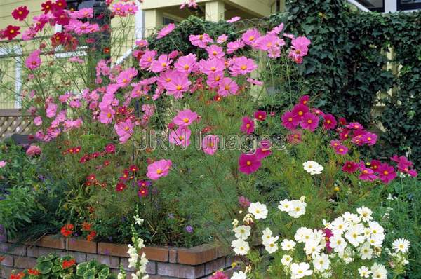 Cosmos bipinnatus 'Radiance'