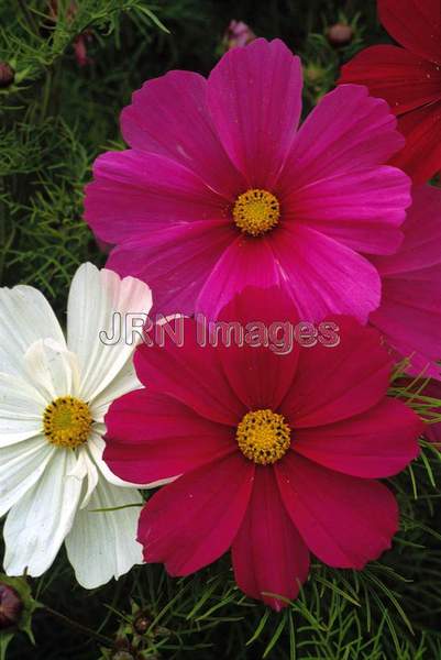 Cosmos bipinnatus 'Sensation'