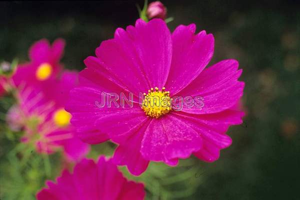 Cosmos bipinnatus 'Sensation'