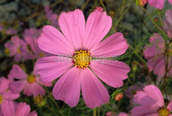 Cosmos bipinnatus 'Sensation Pink'