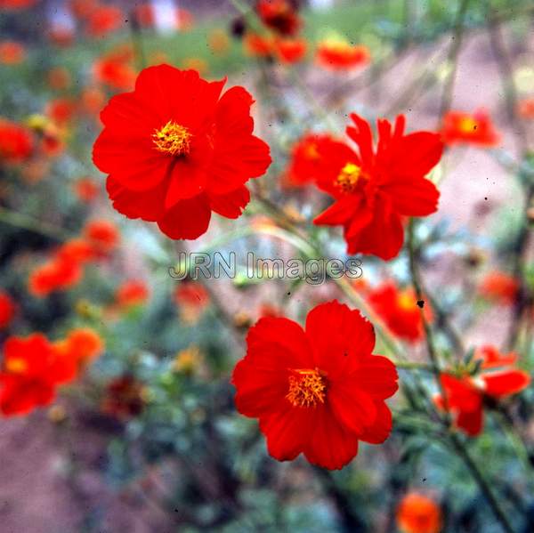 Cosmos sulphureus 'Diablo'